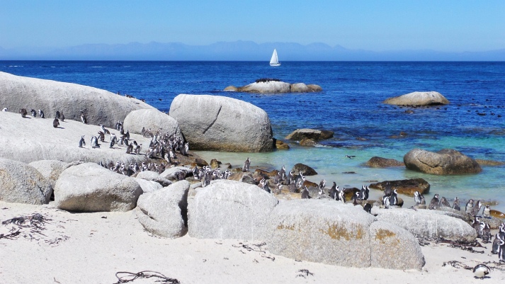 vakantaseren, citytrip, Kaapstad, simonstown, pinguins