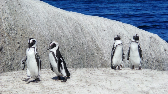 pinguins, Simonstown, Kaapstad